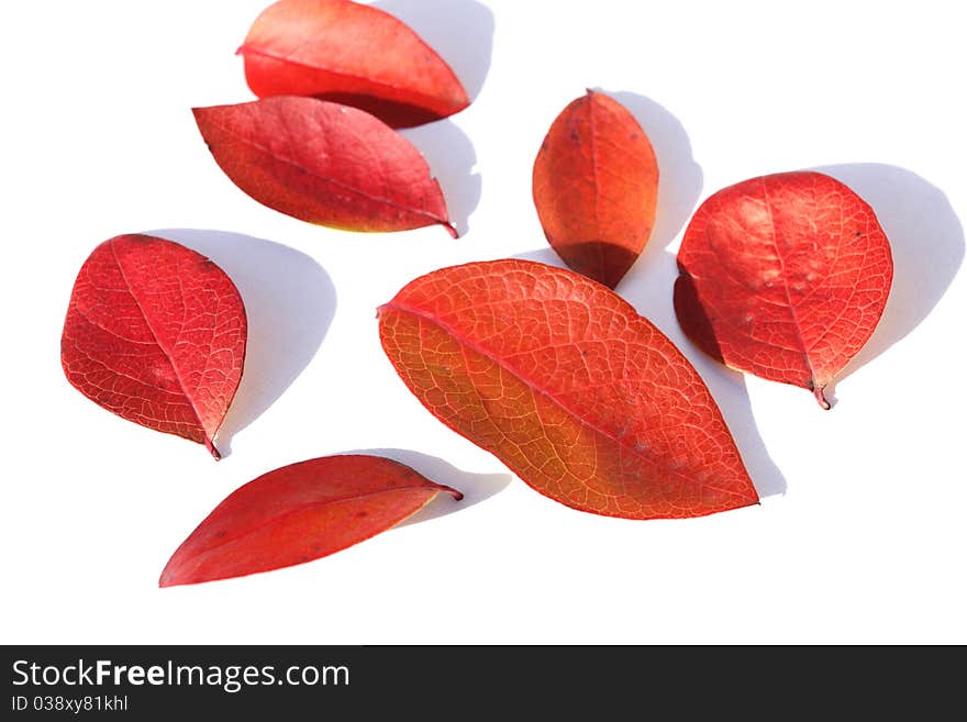 Red leaves