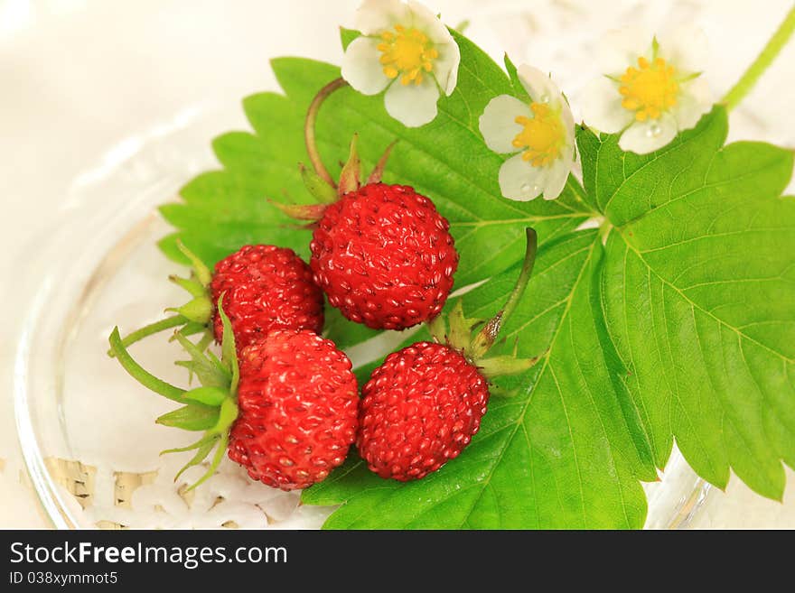 Wild strawberry