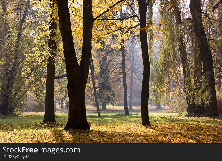 Trees in autumn park