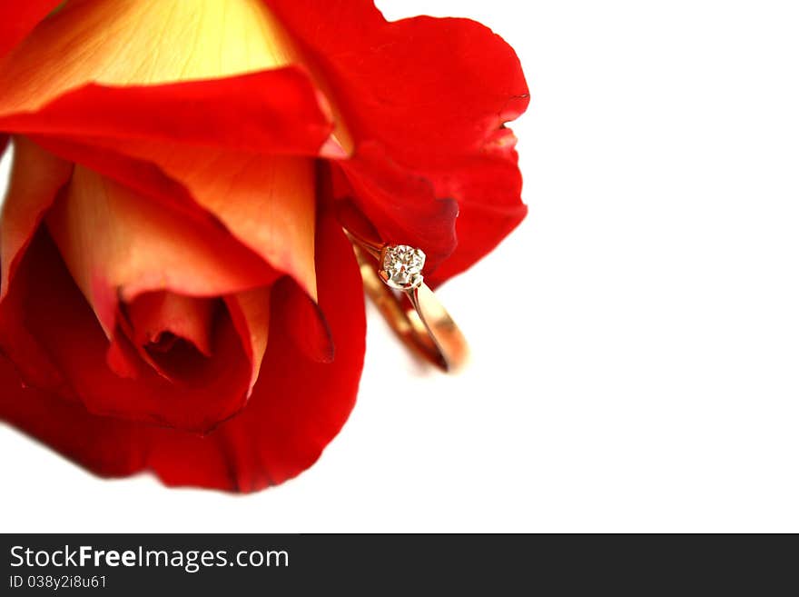 Close-up isolated red rose and diamond ring