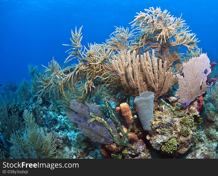 Coral Gardens off the coast of Roatan Honduras