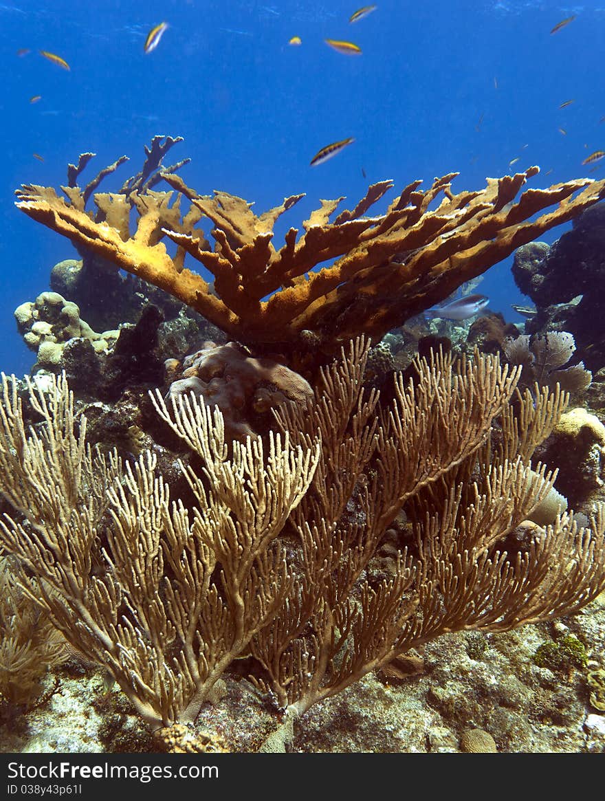 Coral Gardens off the coast of Roatan Honduras