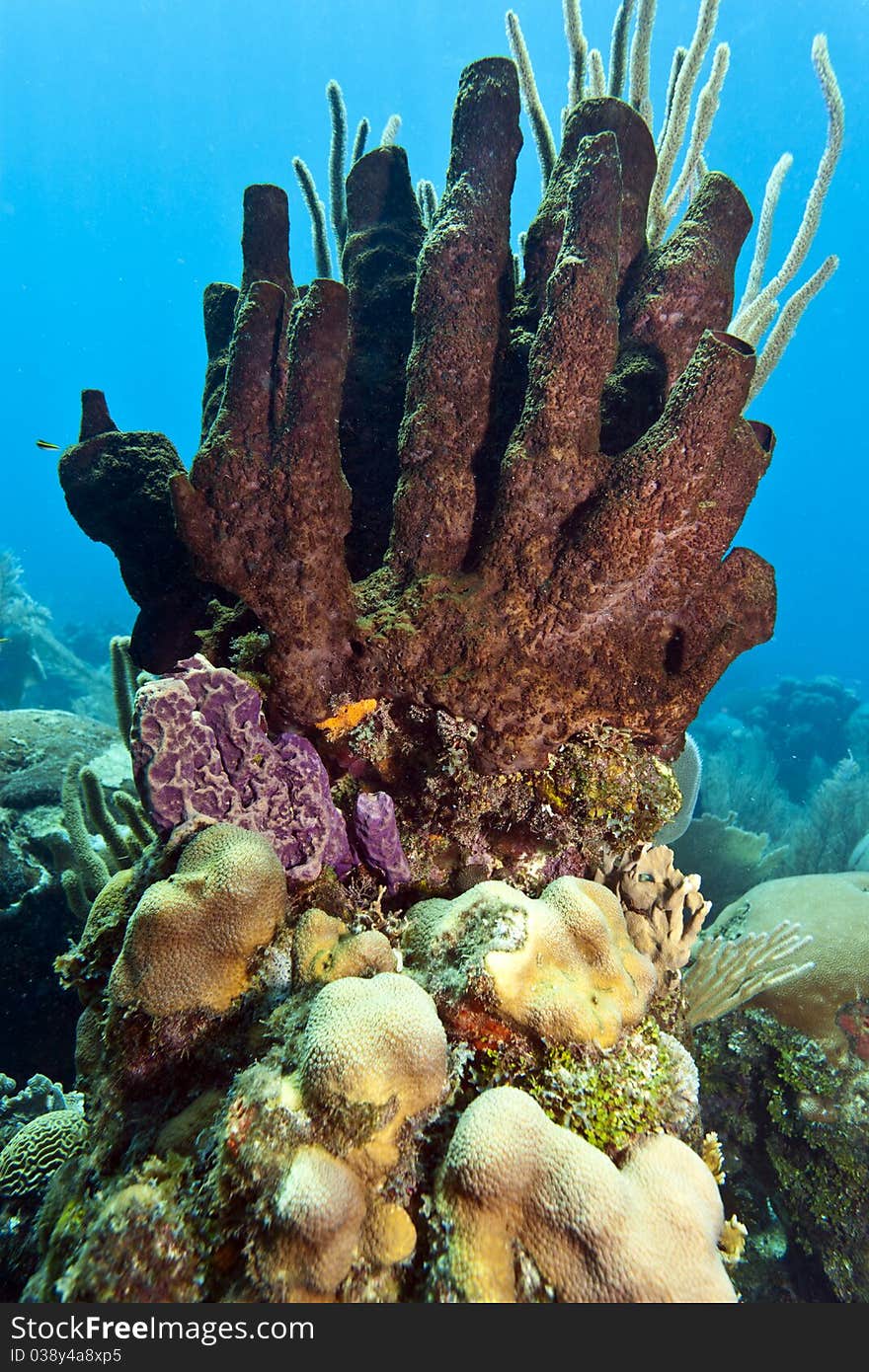 Coral Gardens off the coast of Roatan Honduras