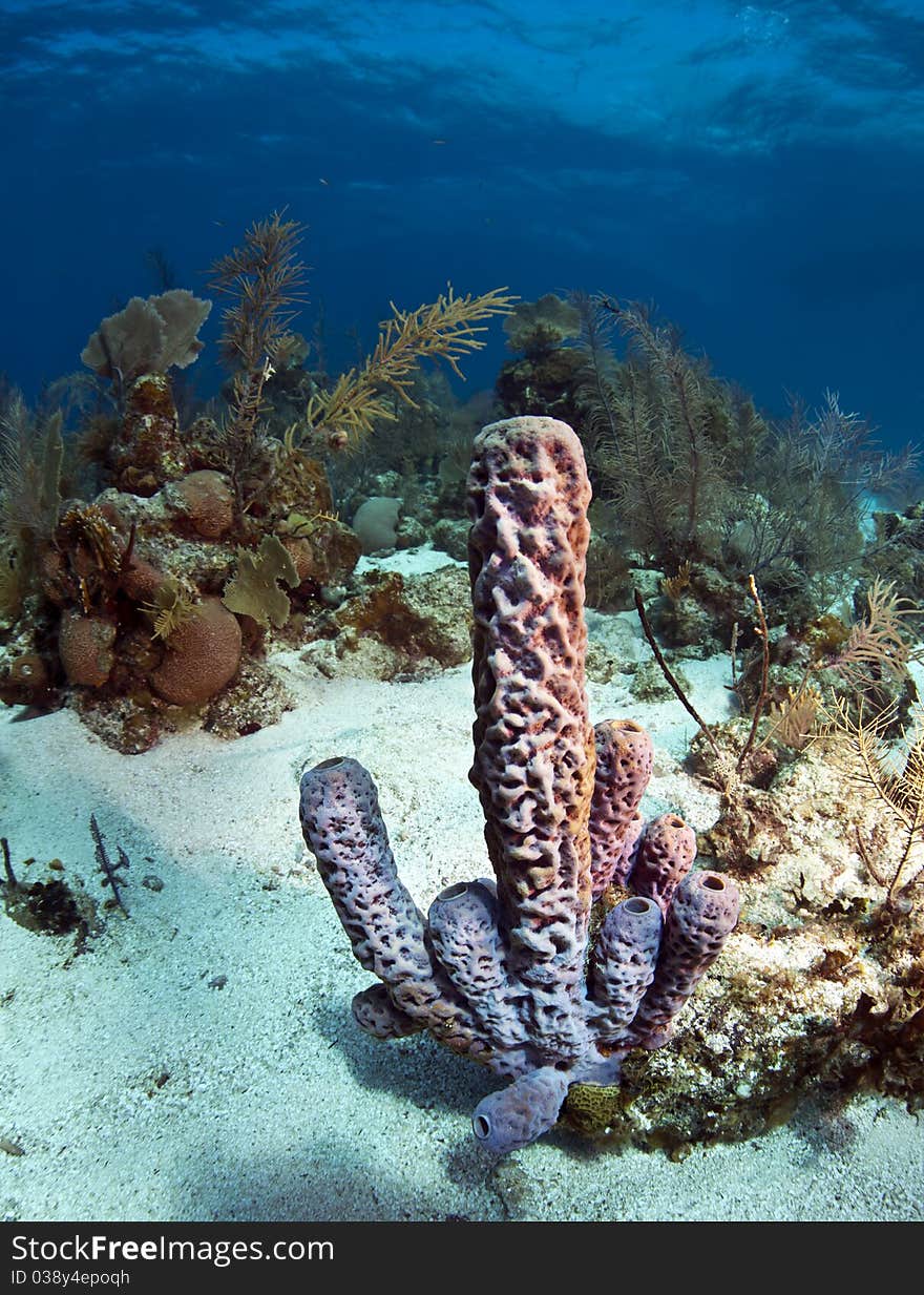 Coral Gardens off the coast of Roatan Honduras