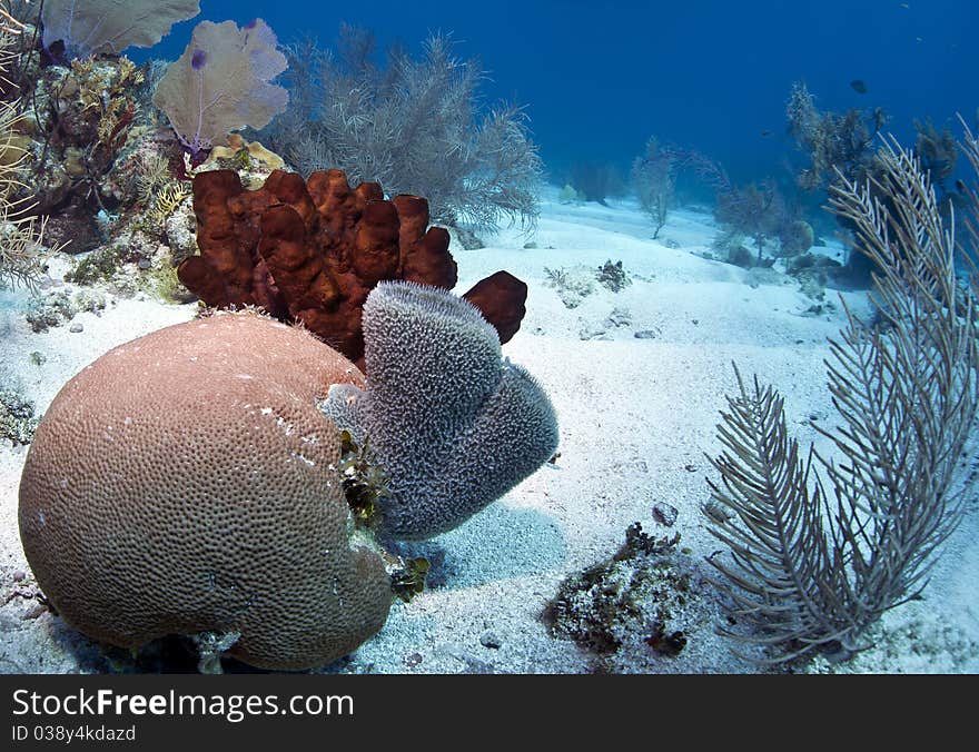 Coral Gardens off the coast of Roatan Honduras