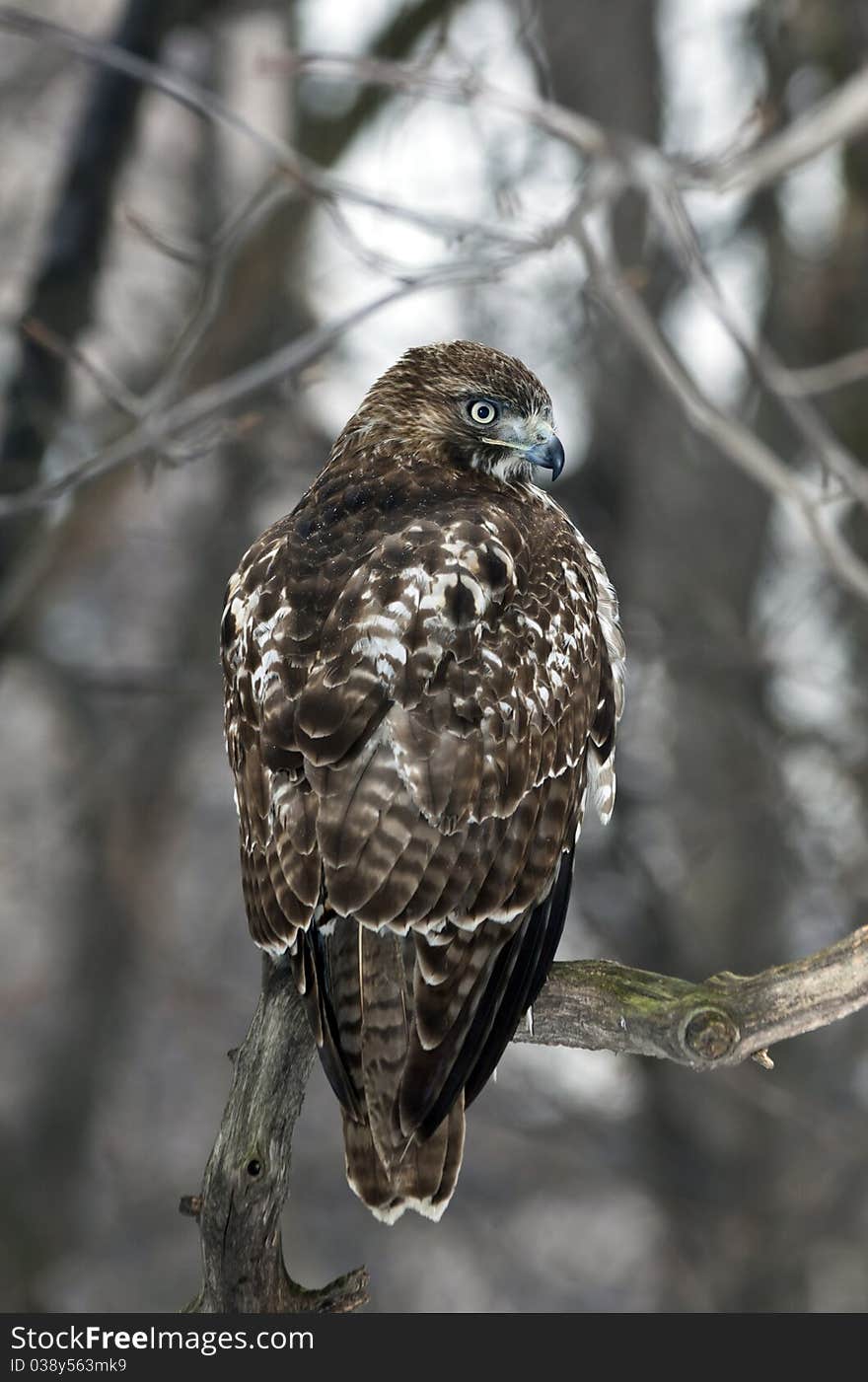 Red Tailed Hawk (Buteo Jamaicensis) perched in tree in Central Park, New York City in winter