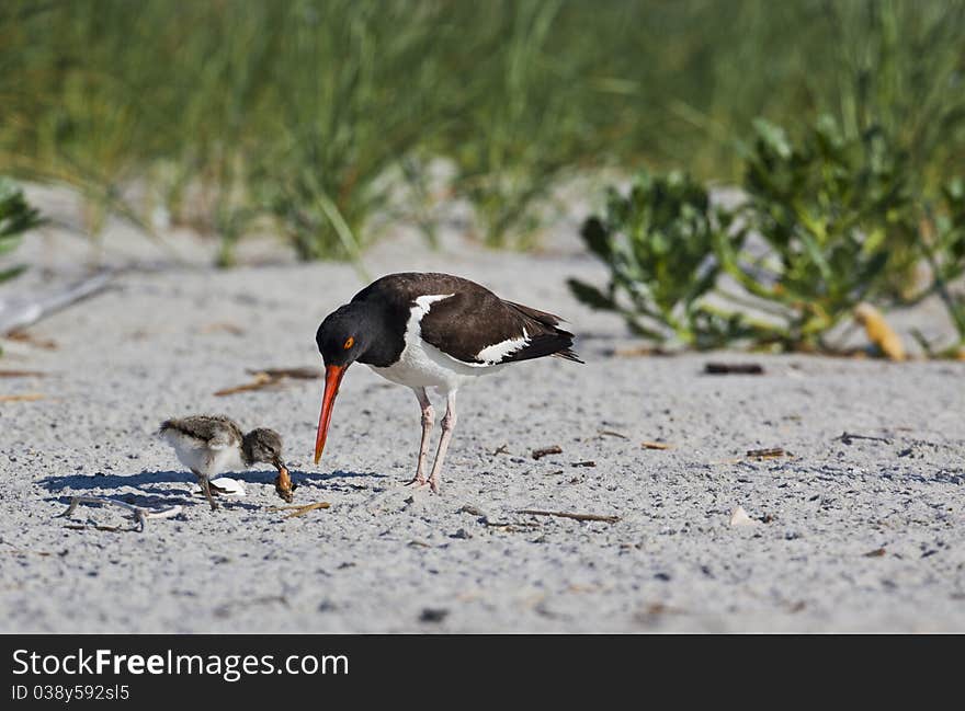 American Oystercatcher ( Haermatopus palliatus)