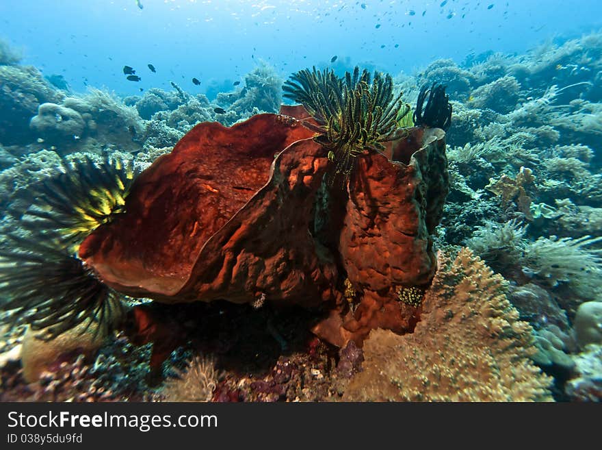 Coral gardens off the coast of Bunaken island. Coral gardens off the coast of Bunaken island