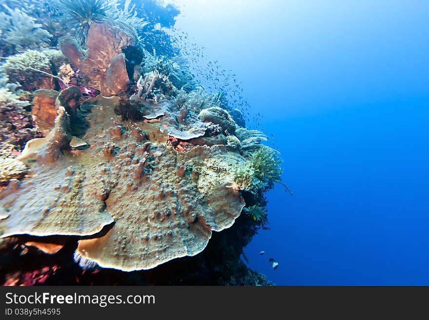 Coral gardens off the coast of Bunaken island. Coral gardens off the coast of Bunaken island