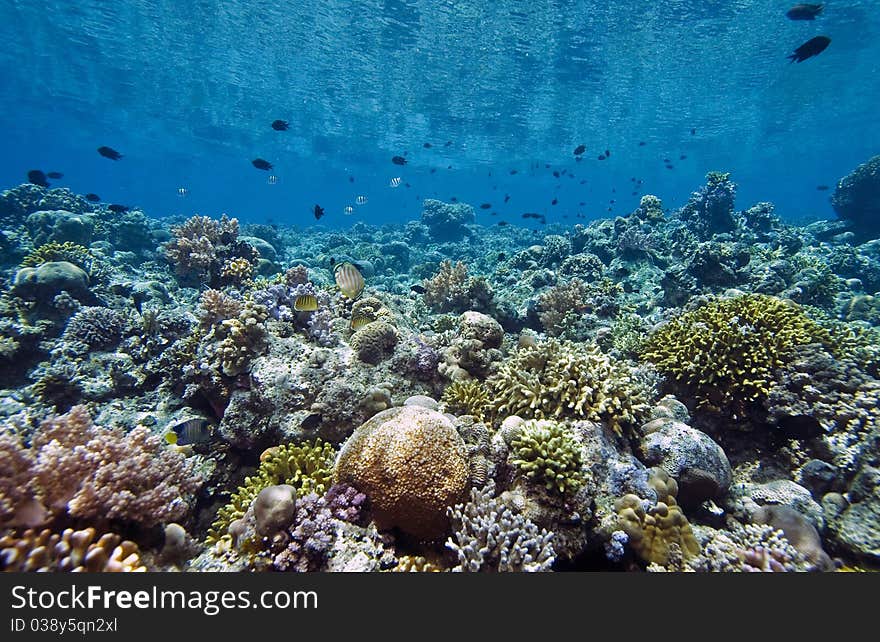 Coral gardens off the coast of Bunaken island. Coral gardens off the coast of Bunaken island