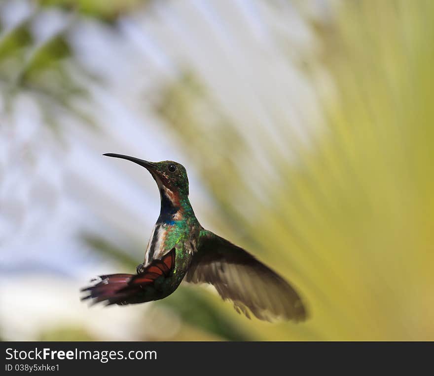 Green-breasted Mango (Anthracothorax prevostii) male hummingbird in Roatan Honduras