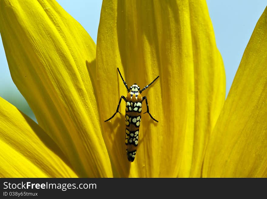 Ailanthus Webworm