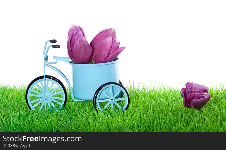 Purple tulips in a blue Dutch bycicle on a green grass lawn isolated over white