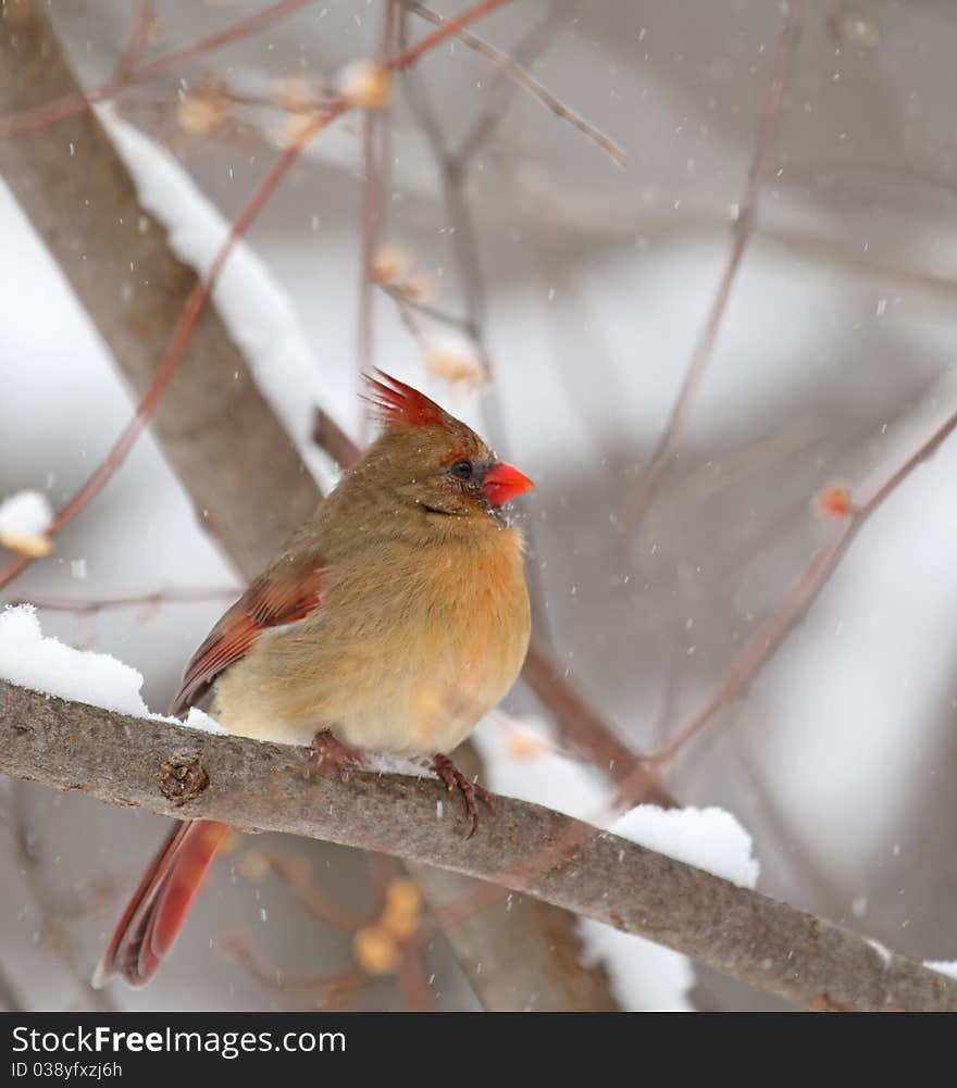 Northern Cardinal, Cardinalis Cardinalis