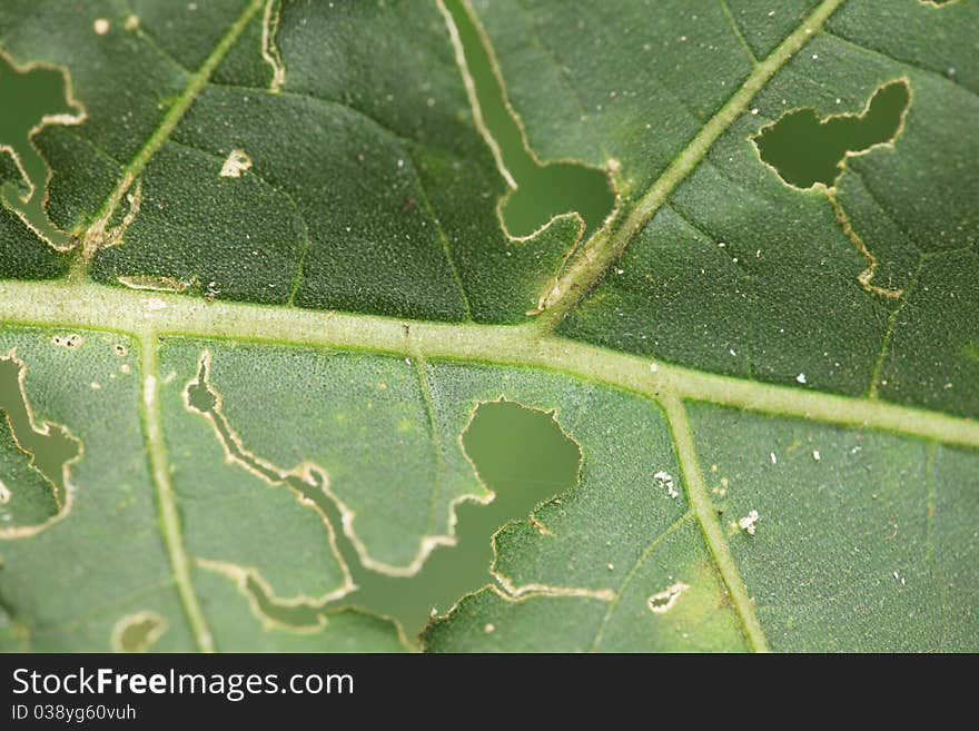 Leaf with holes where insects have eaten some