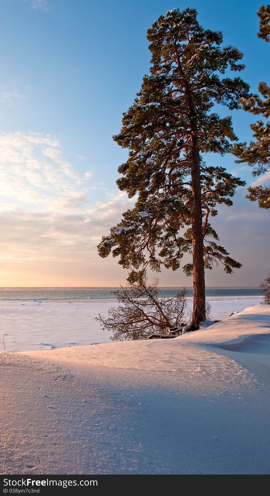 Lone pine tree on the beach