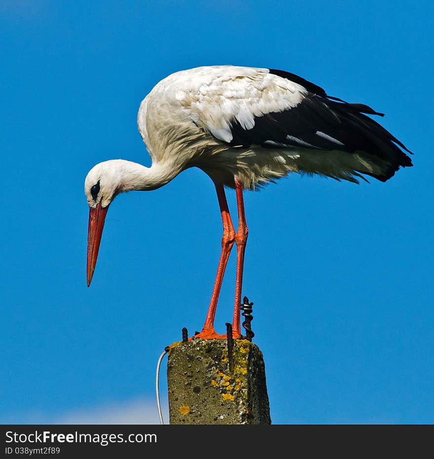 White Stork