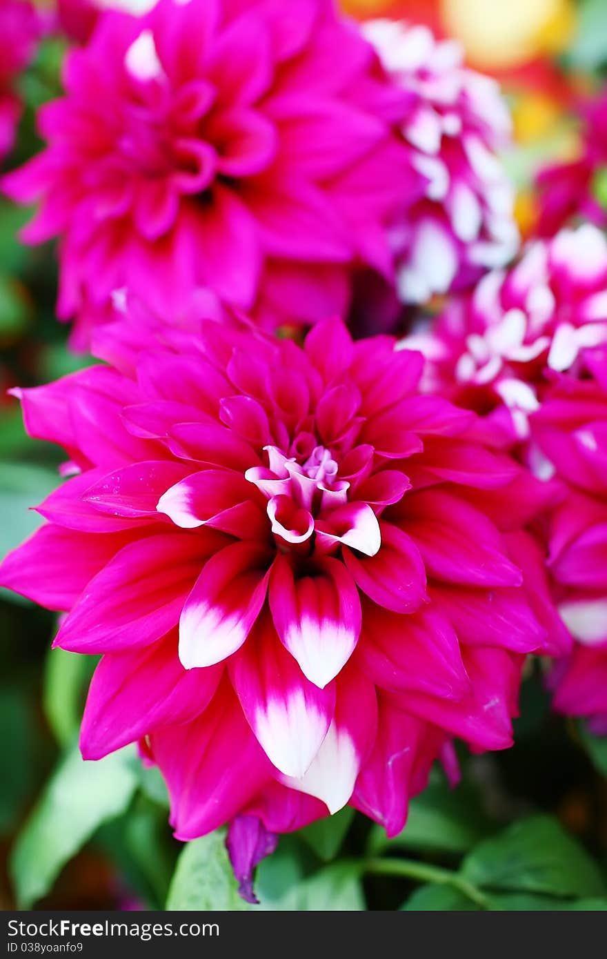 Dahlia