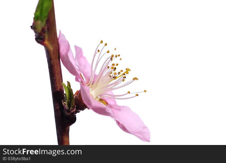 Close up of spring blossoms