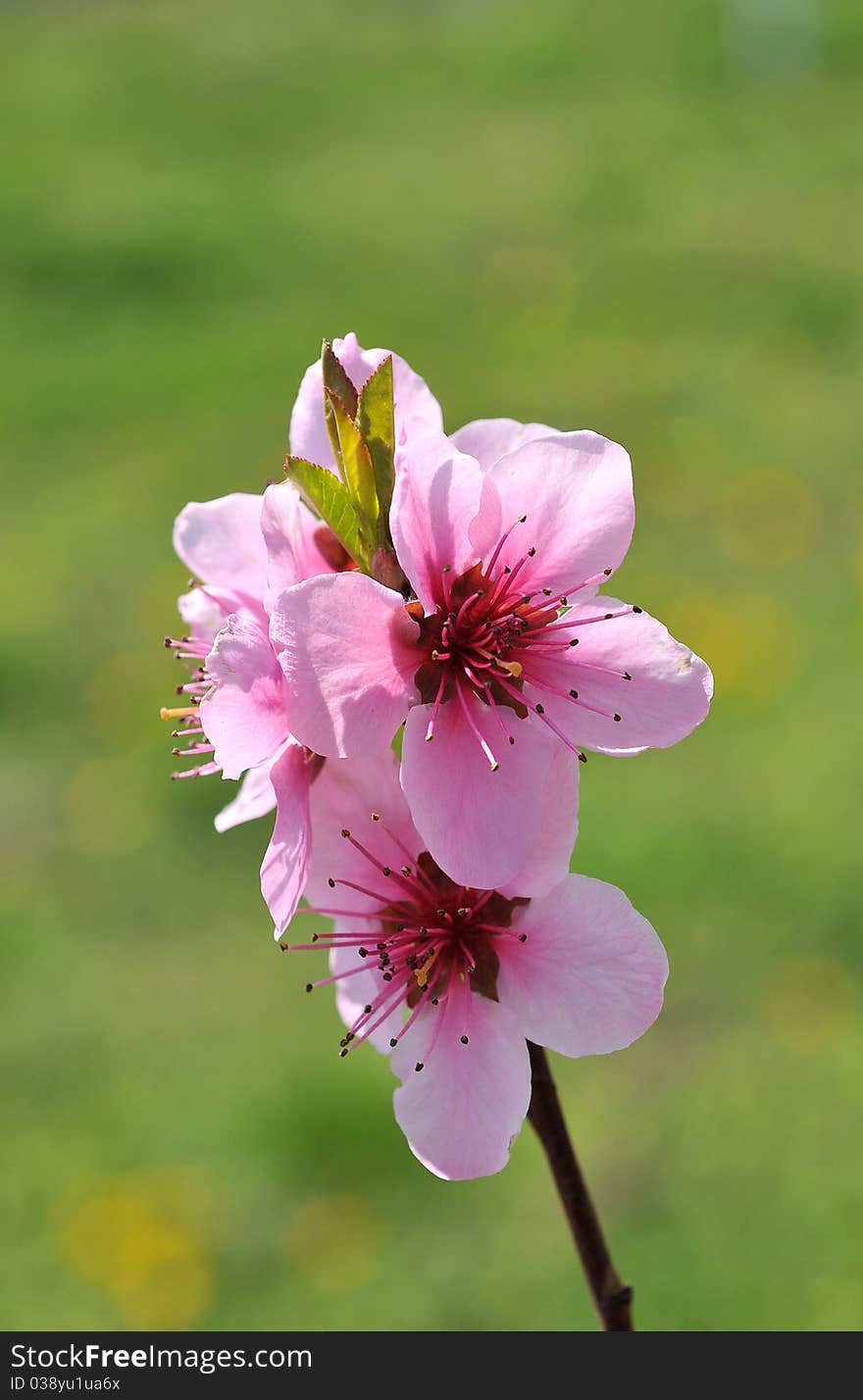 Close up of spring blossoms