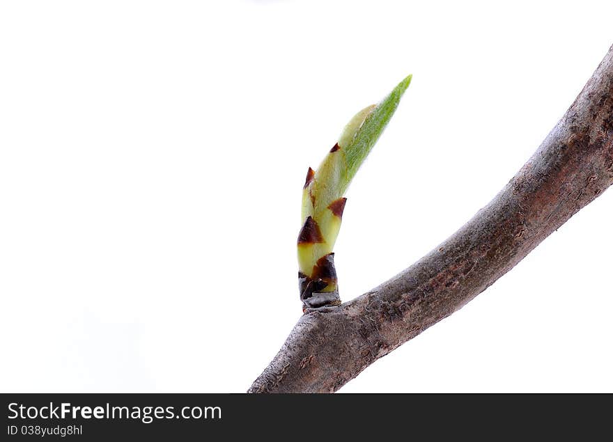 Branch of tree with green leaf