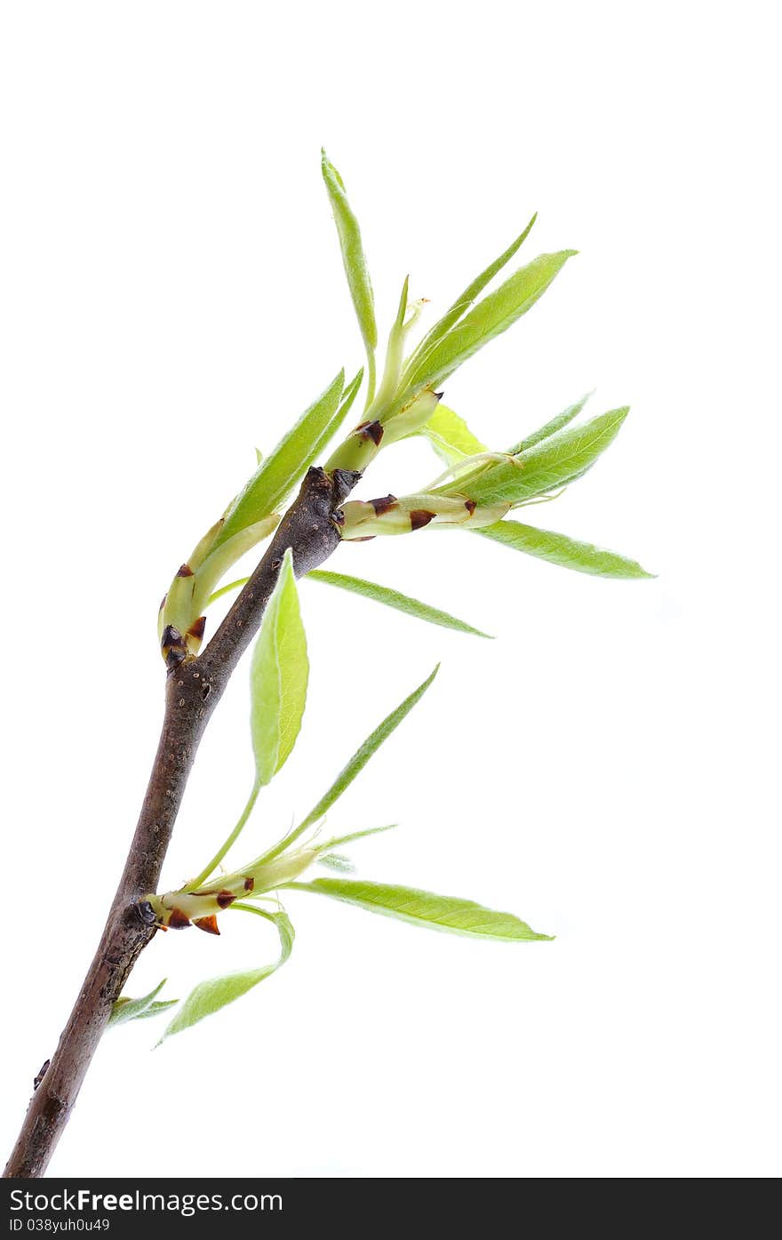 Branch of tree with green leaf