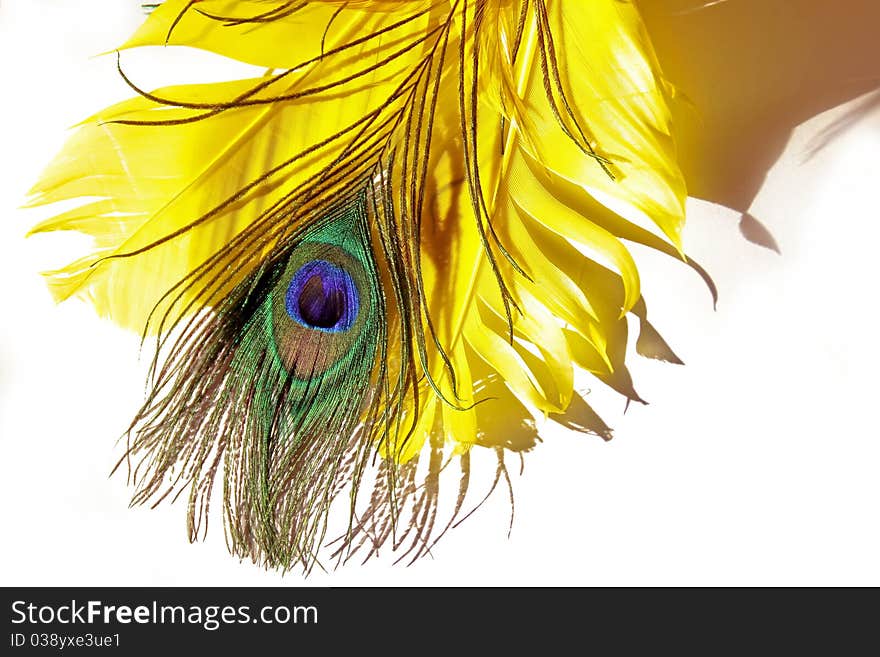 Feathers against a white background