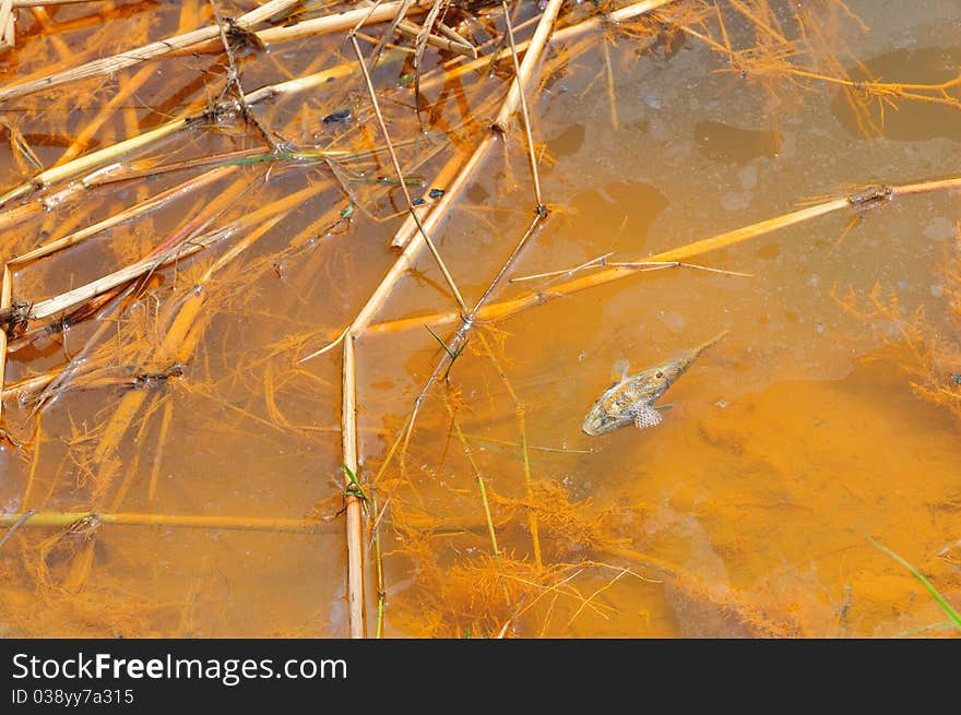 Dead fish in polluted pond, ecological disaster