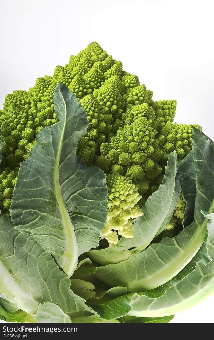 Green cabbage macro on white background