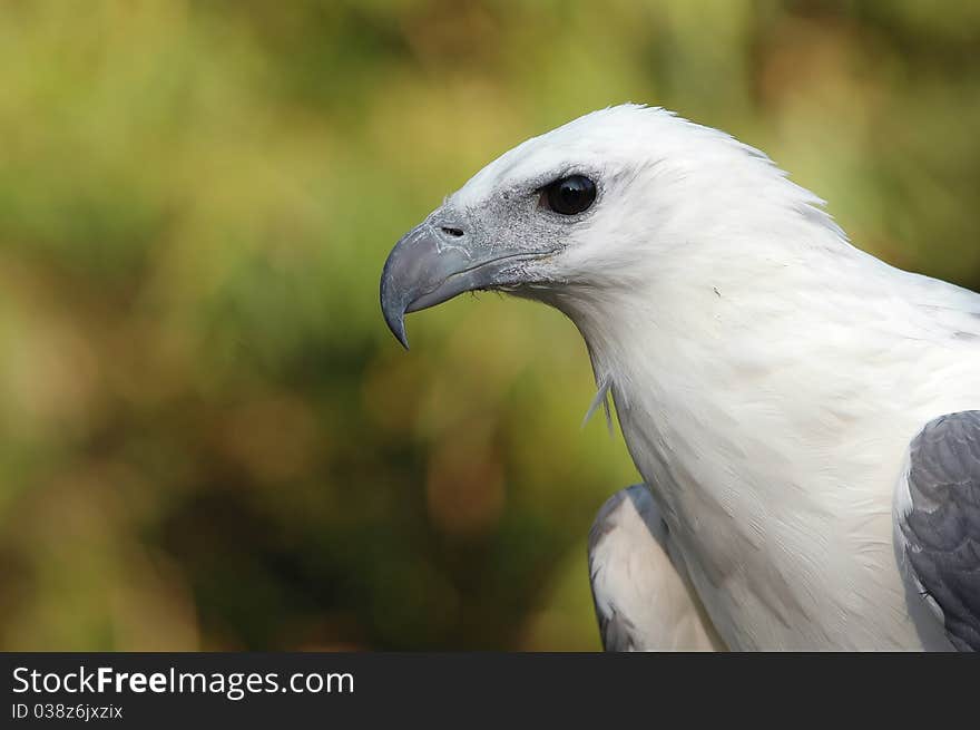 White bellied sea eagle