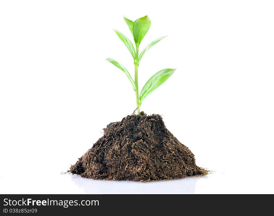 Hands holding sapling in soil. Hands holding sapling in soil.