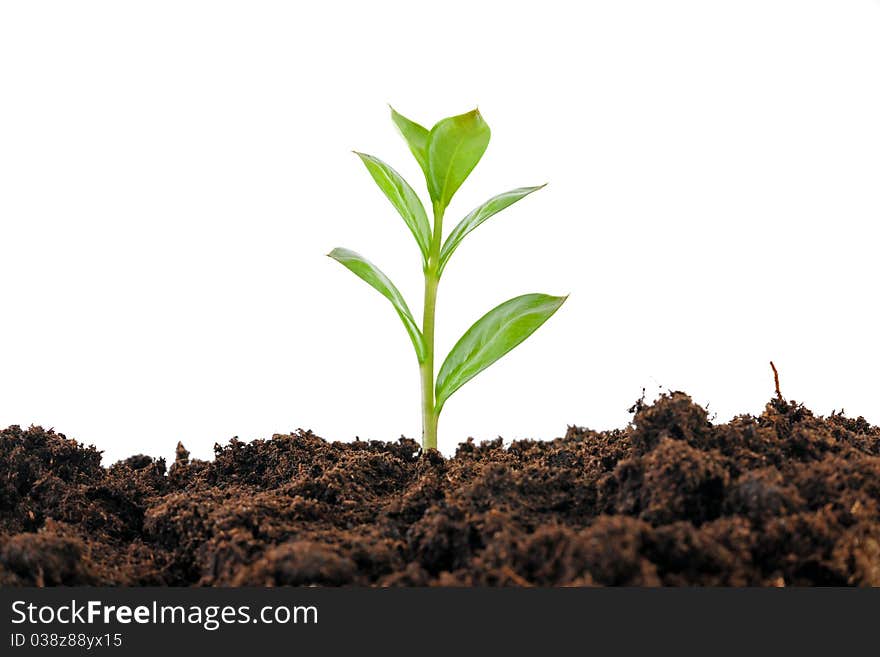 Hands holding sapling in soil. Hands holding sapling in soil.