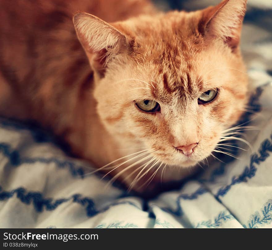 Orange Cat on a Blue Blanket