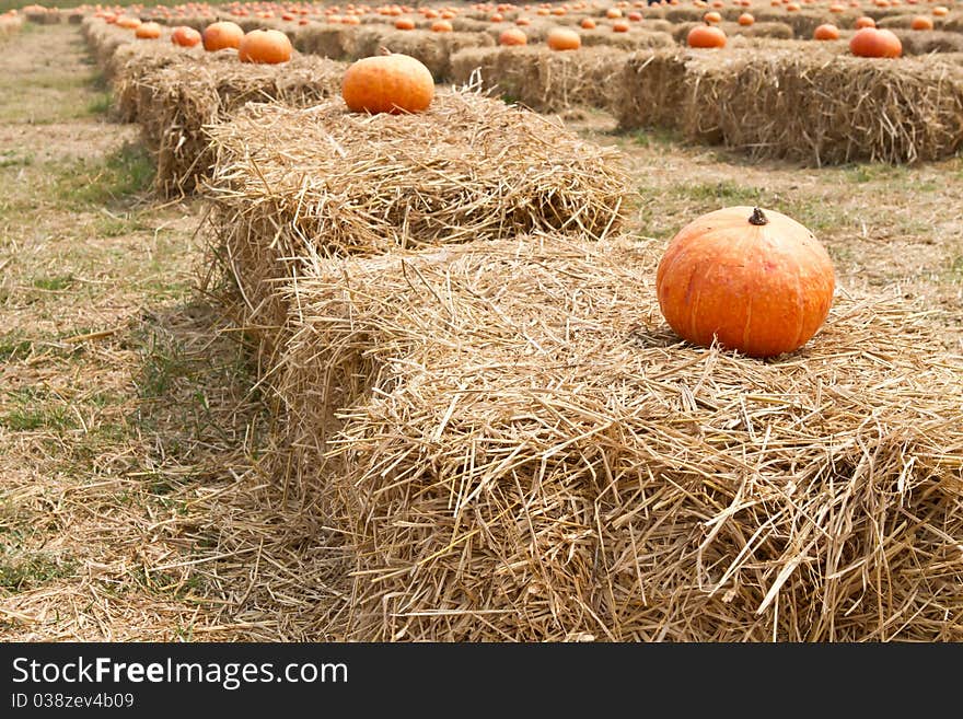 Halloween pumpkin patch on straw field. Halloween pumpkin patch on straw field