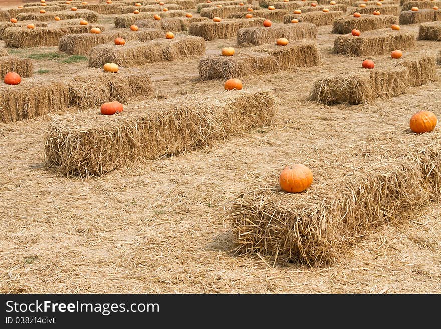 Halloween pumpkin patch on straw field. Halloween pumpkin patch on straw field