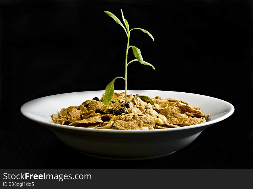 Small plant growing from cereal in bowl on black background. Small plant growing from cereal in bowl on black background