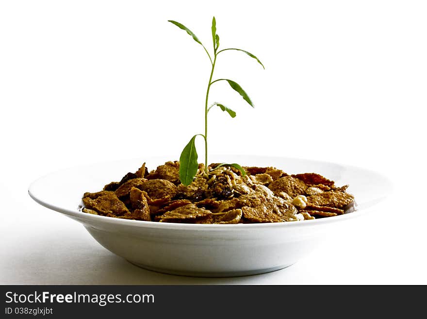 Small plant growing from cereal in bowl on white background. Small plant growing from cereal in bowl on white background