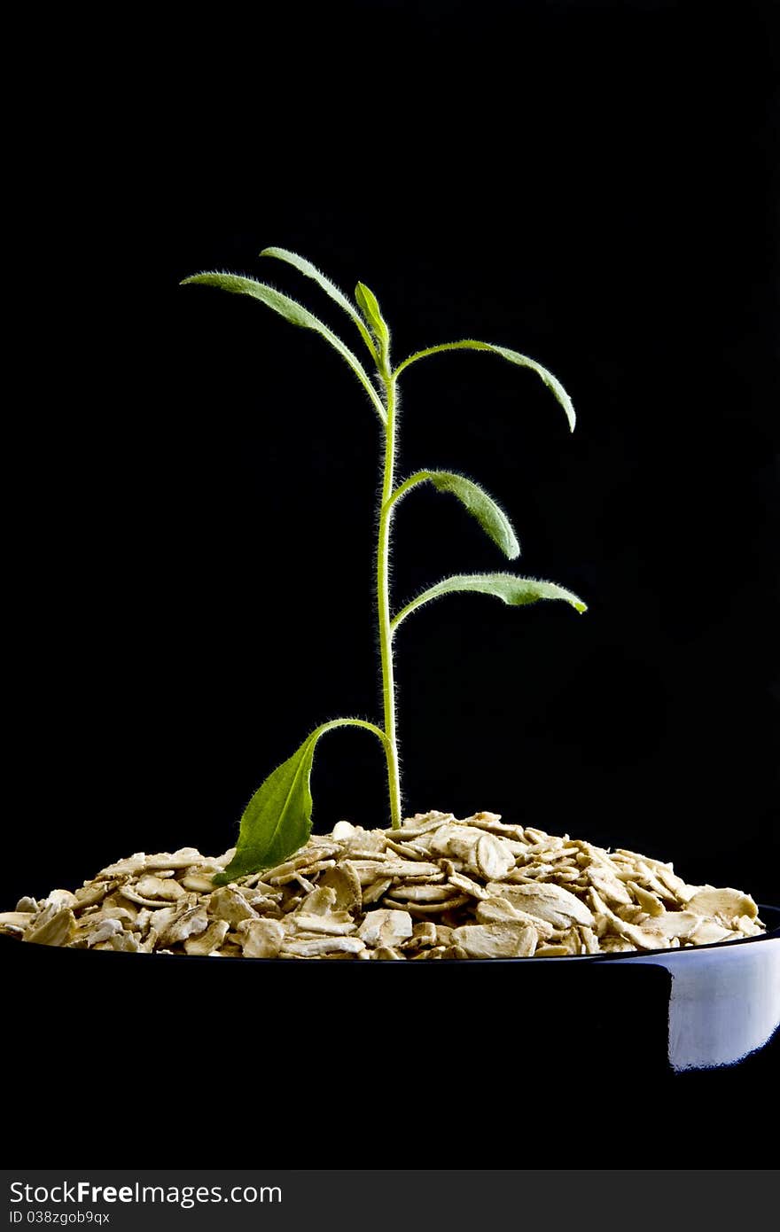 Small plant growing from dry oatmeal in bowl on black background. Small plant growing from dry oatmeal in bowl on black background