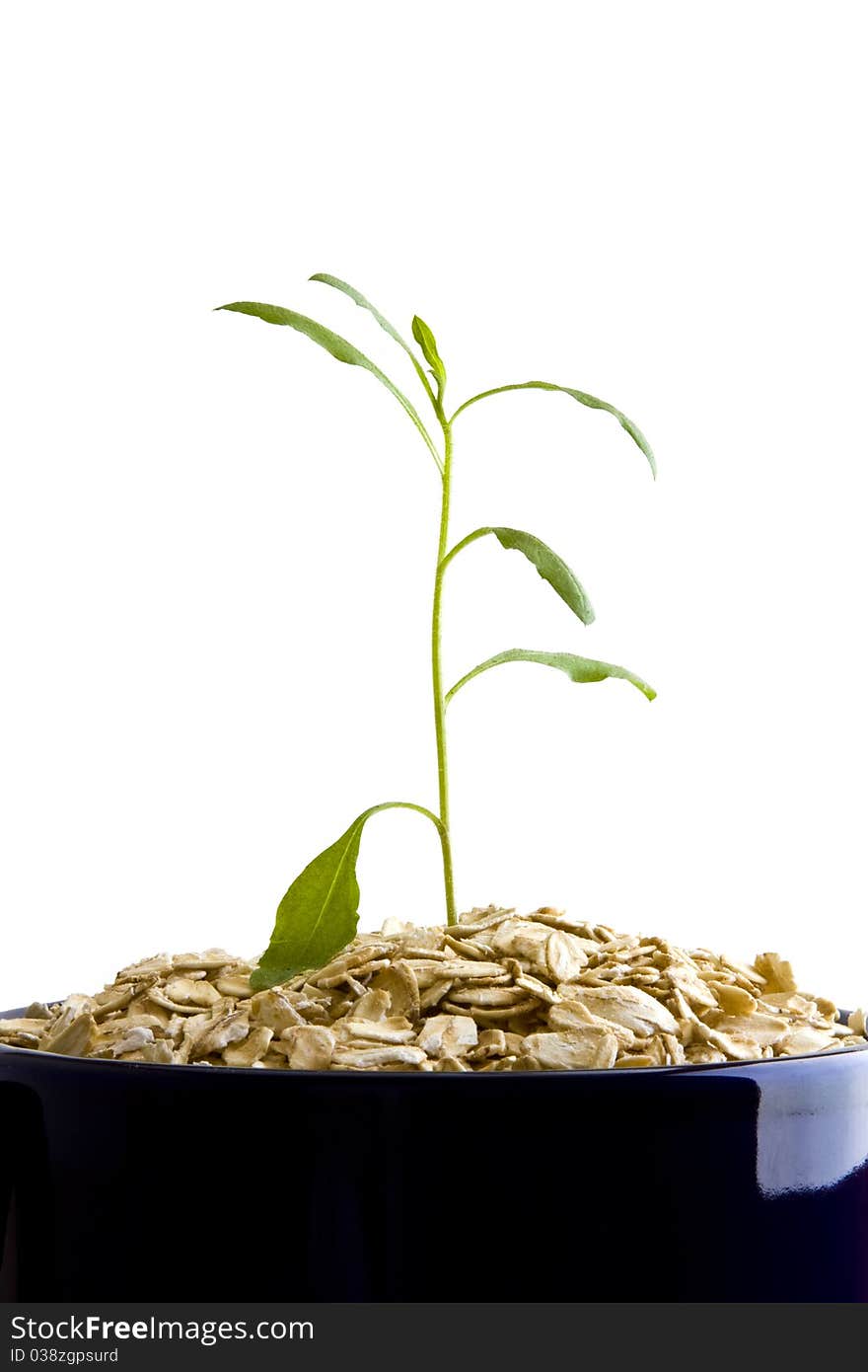 Small plant growing from dry oatmeal in bowl on white background. Small plant growing from dry oatmeal in bowl on white background