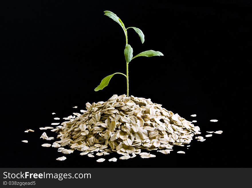 Small plant growing from a pile of dry oatmeal on black background. Small plant growing from a pile of dry oatmeal on black background