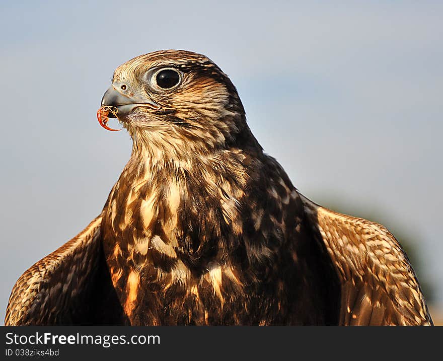 Common buzzard with spread wings and a small prey