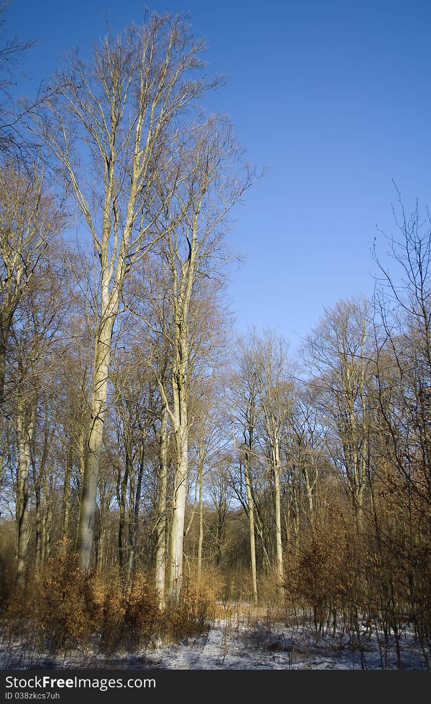 Beech forest in winter with little snow. Beech forest in winter with little snow