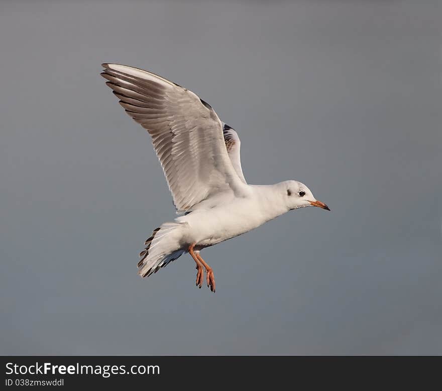 A first winter Black-headed Gull (Larus ridibundus) in flight. A first winter Black-headed Gull (Larus ridibundus) in flight.