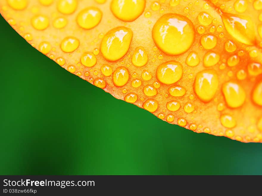 Drops of water on yellow leaf. Drops of water on yellow leaf