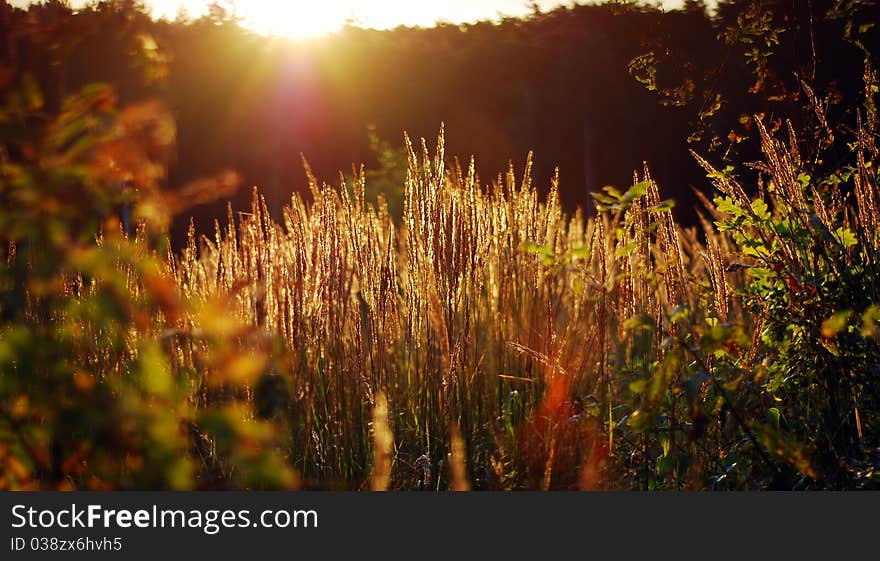 Plants on meadow during summer sunrise. Plants on meadow during summer sunrise