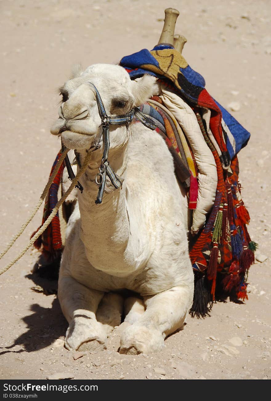 A takes a break as he sits in the sands of Jordan. A takes a break as he sits in the sands of Jordan