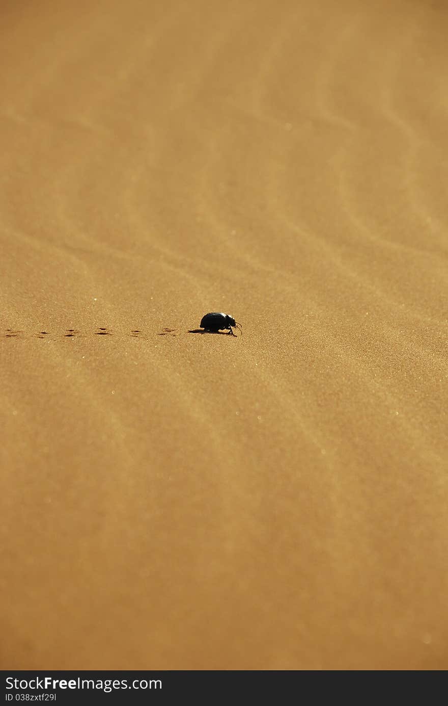 A dung beatle crosses over sand in in the Sahara Desert and leaves print behind his path in Morocco. A dung beatle crosses over sand in in the Sahara Desert and leaves print behind his path in Morocco.