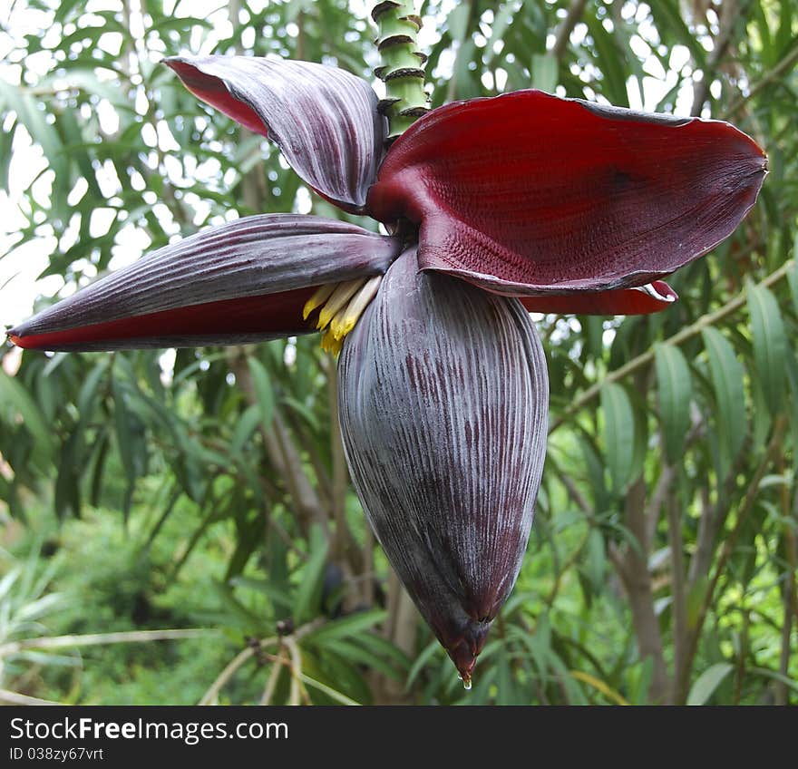 A banana plant flower hanging amid other plants in Morocco with a water droplet clinging to the tip.