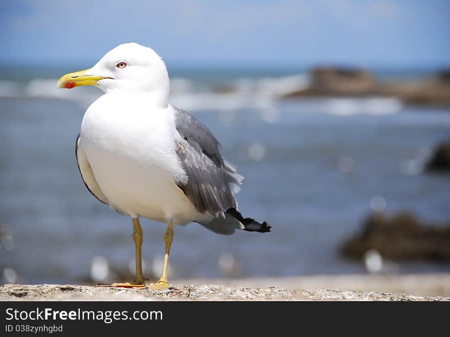 Day at the Sea