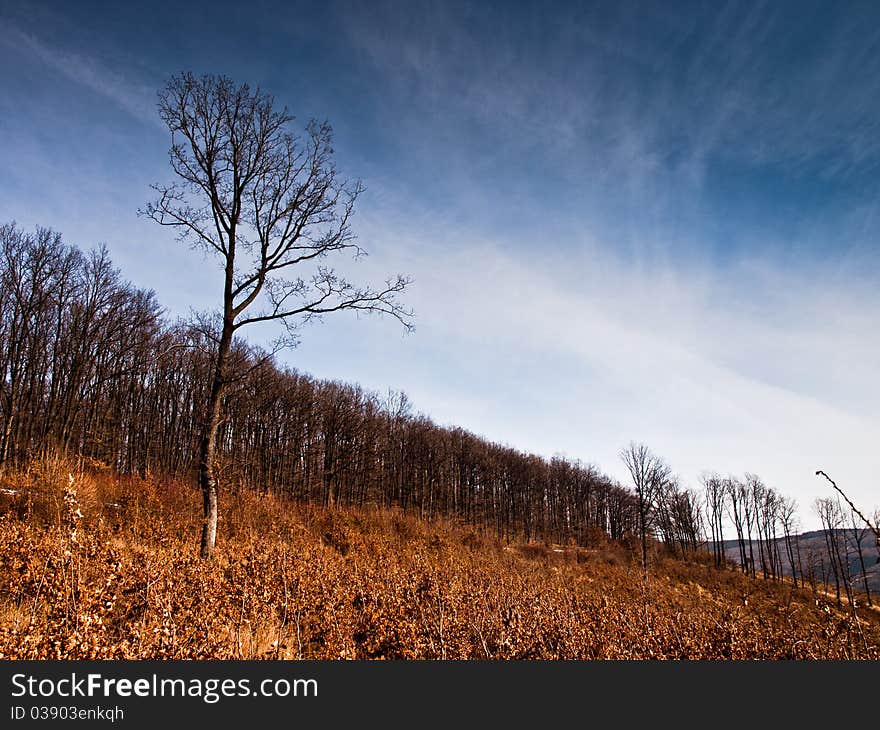 Forest Background